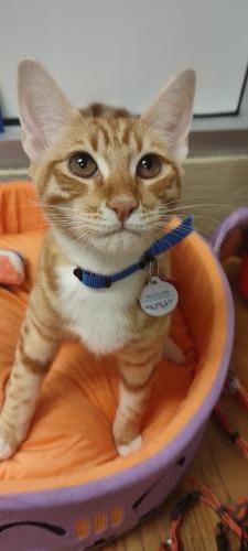 Hobbes Hobbes