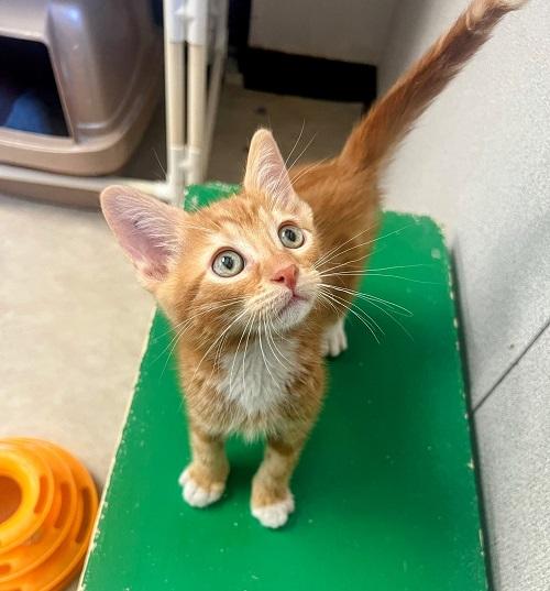 Kitten 24557 (Cheeto) Kitten 24557 (Cheeto)
