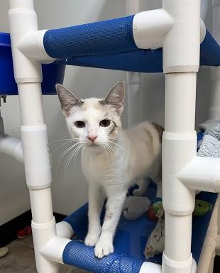 Kitten 27957 (Jessie)