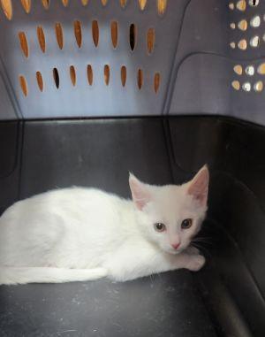 Click for full size picture - Kitten 28057 (Butters)