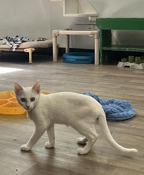 Click for full size picture - Kitten 28057 (Butters)