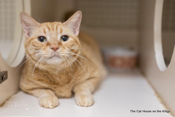Dewey Dewey