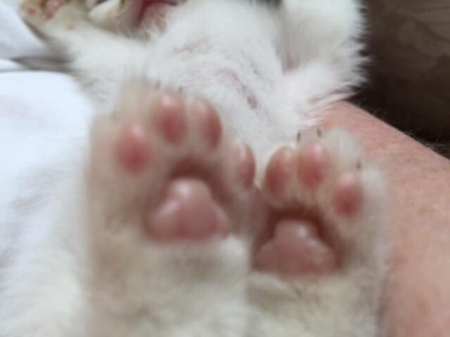 the cat house on the kings