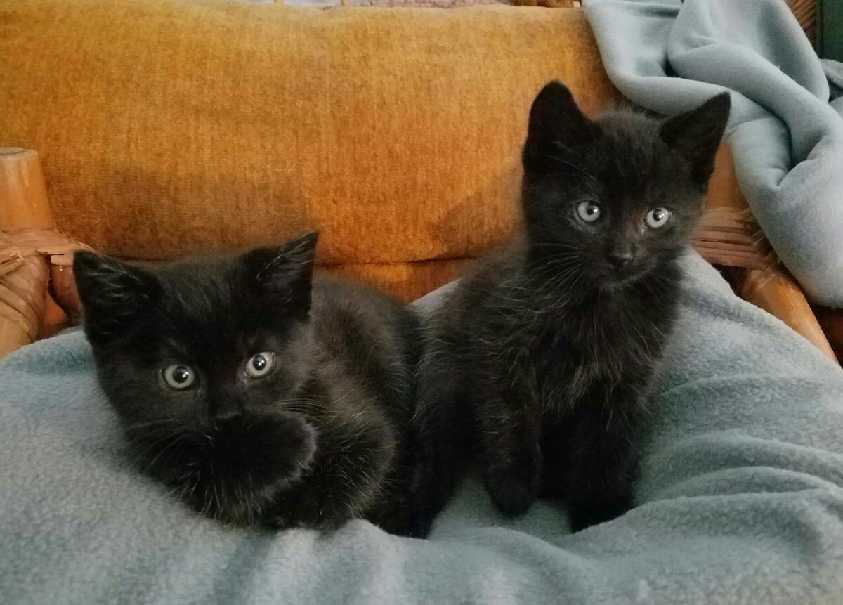 Где Купить Котенка В Челябинске