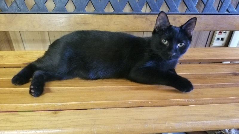 Cat 17058*