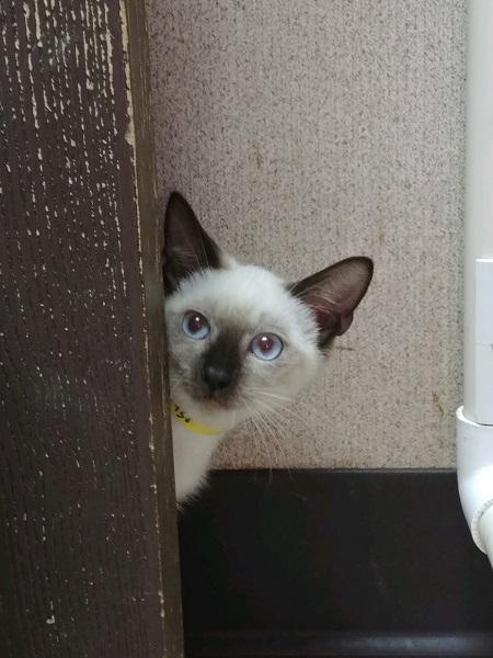 Kitten 17458 Kitten 17458