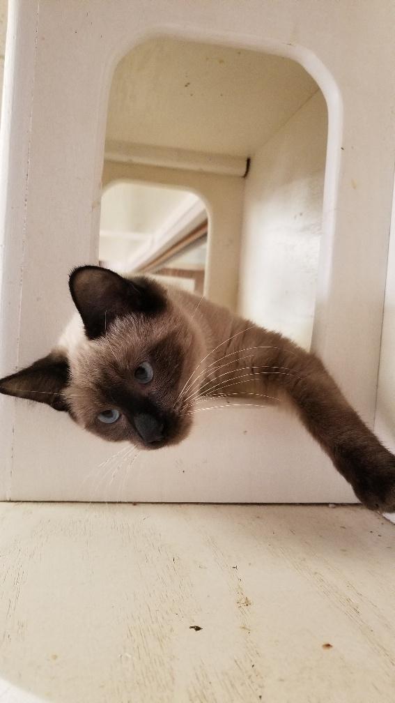 Kitten 17658 Kitten 17658