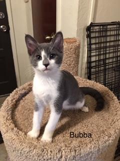 Bubba Bubba