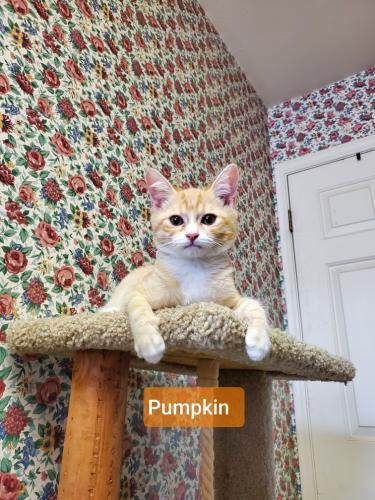 Pumpkin Pumpkin