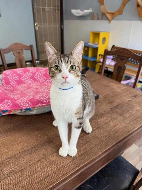 Cat 26258 (Jamison)