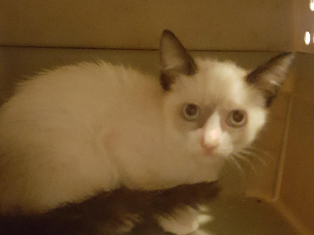 Ace The Cat House on the Kings