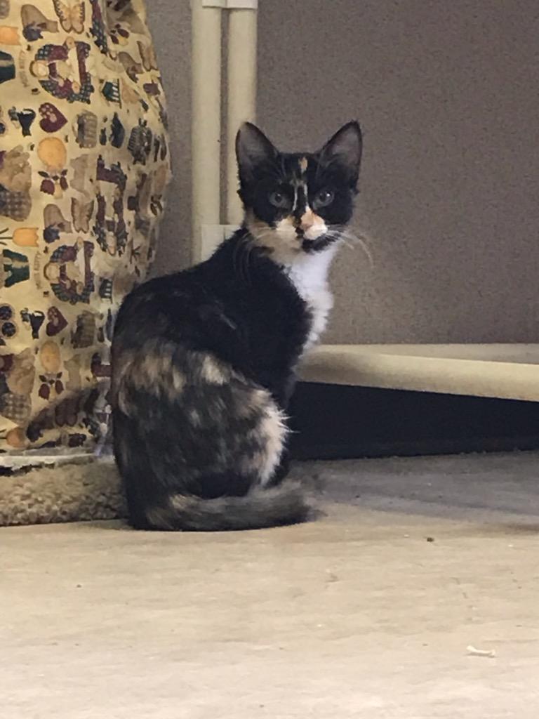 Kitten 17659 Kitten 17659