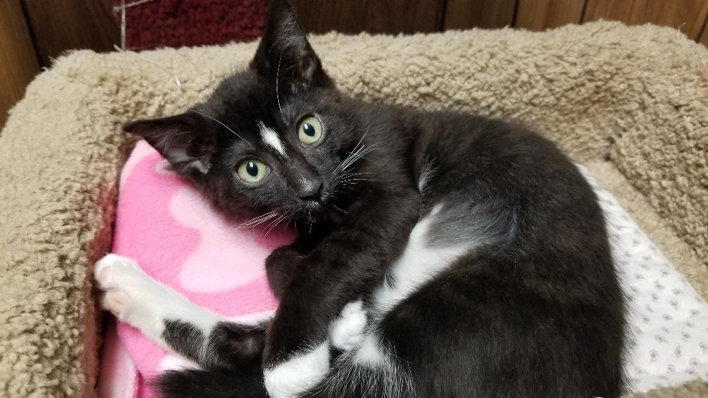 Kitten 18559 Kitten 18559