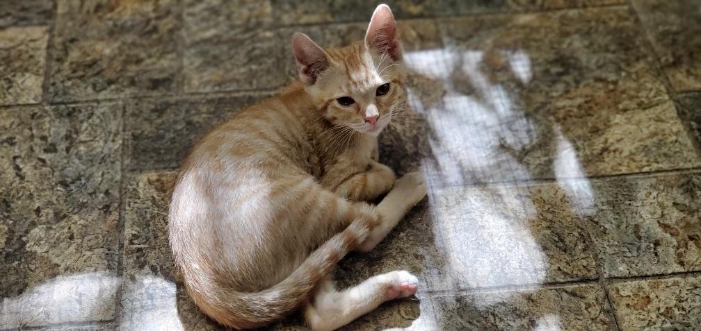 Kitten 19959 Kitten 19959