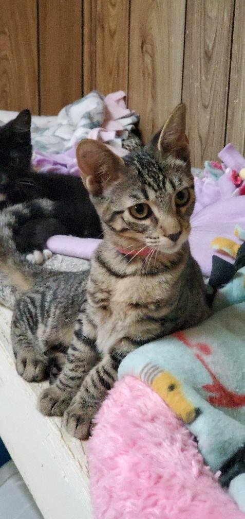 Kitten 20159 Kitten 20159