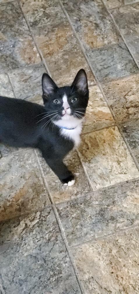 Kitten 20259 Kitten 20259
