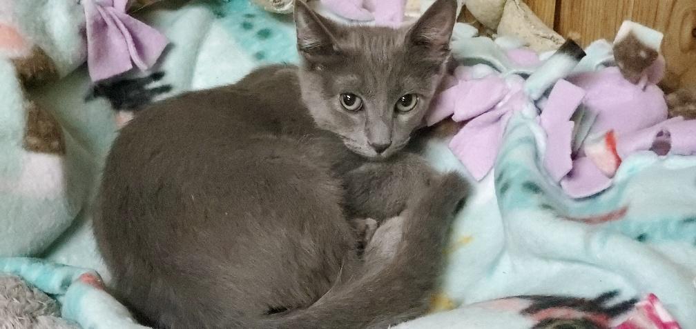 Kitten 20559 Kitten 20559