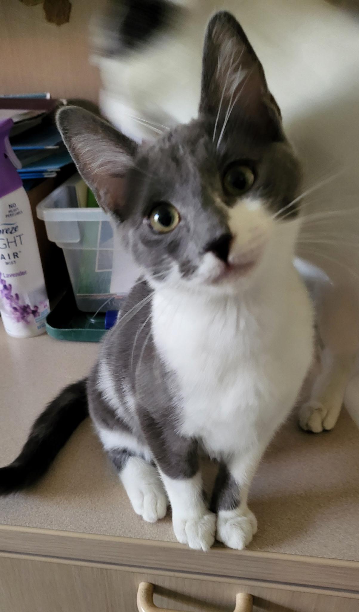 Gigi