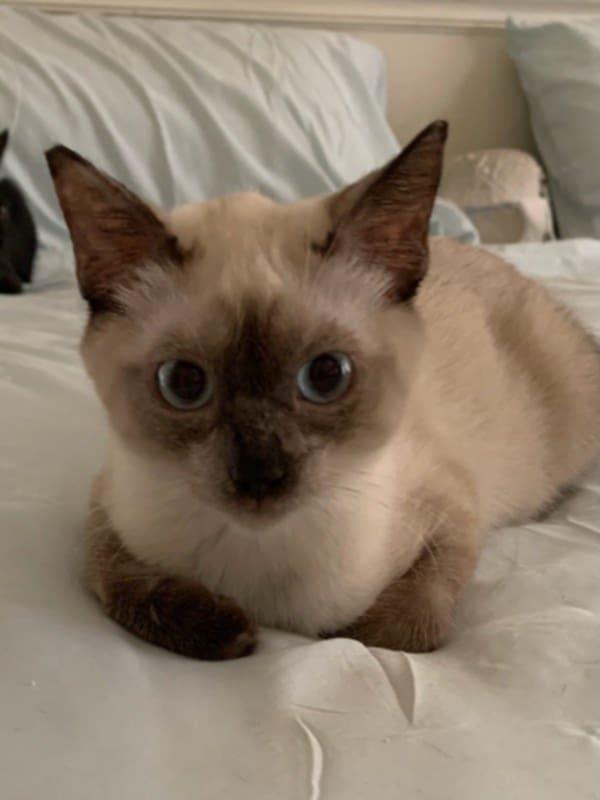 Mocha Mocha