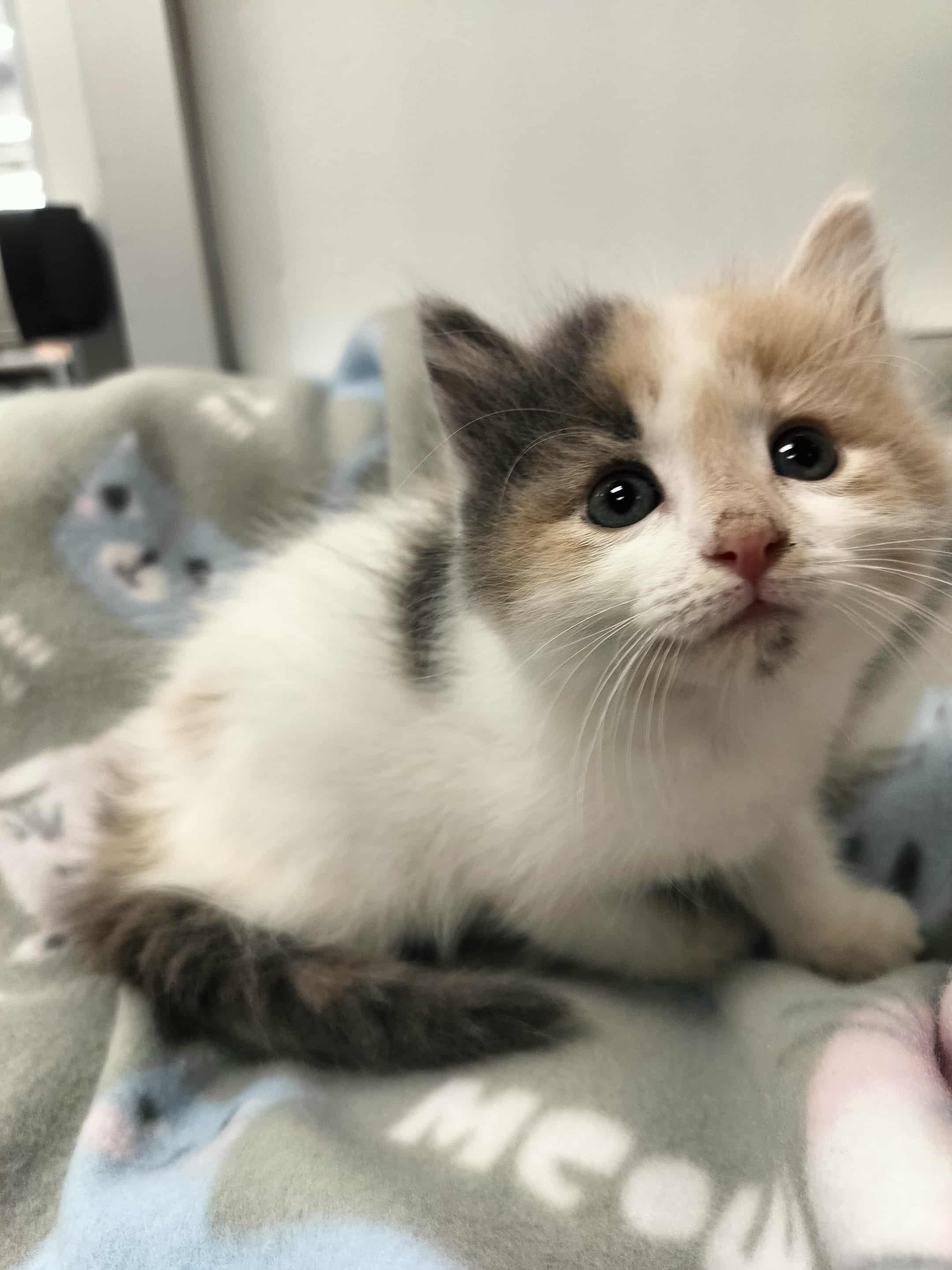 Click for full size picture - Miya