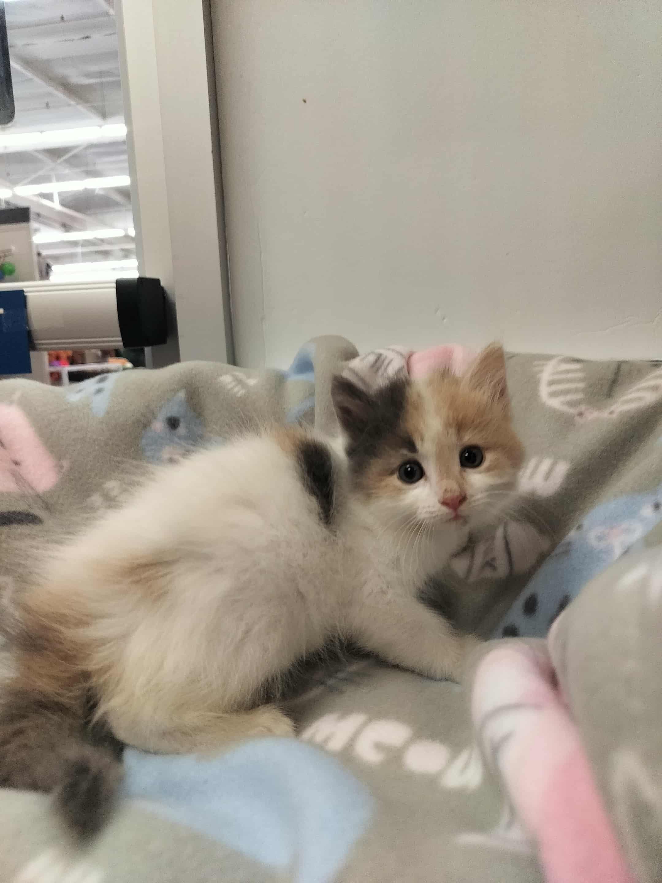 Click for full size picture - Miya