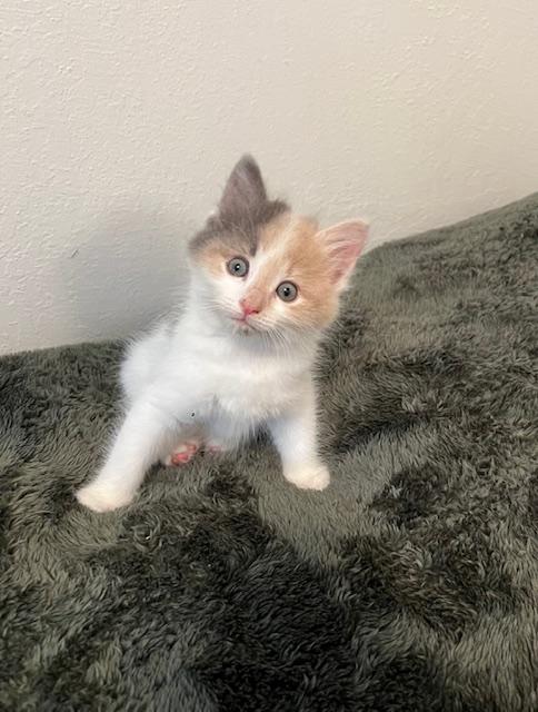 Click for full size picture - Miya