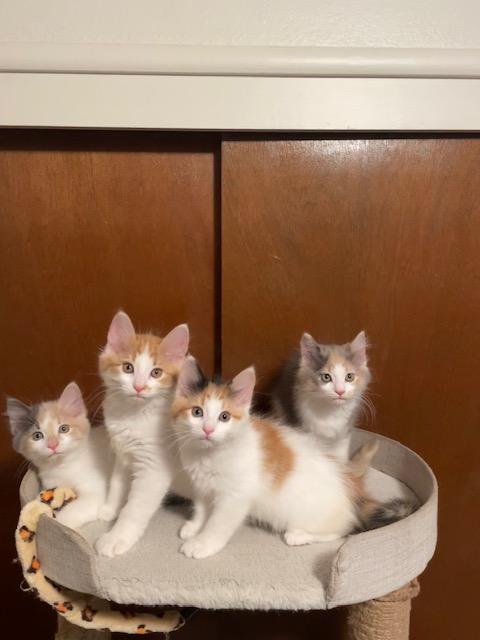 Click for full size picture - Miya