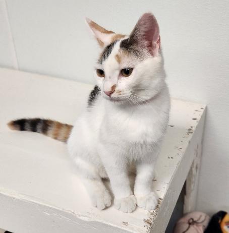 Click for full size picture - Kitten 27959(Mars)