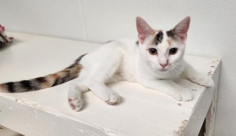 Click for full size picture - Kitten 27959(Mars)