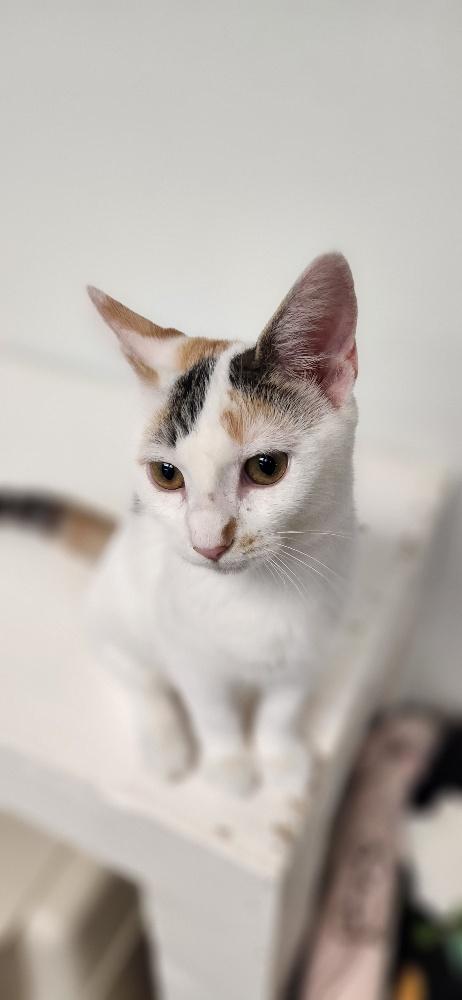 Click for full size picture - Kitten 27959(Mars)