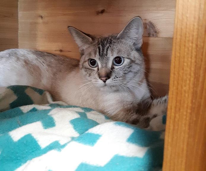 Cat 19560 (Chelsea) Cat 19560 (Chelsea)