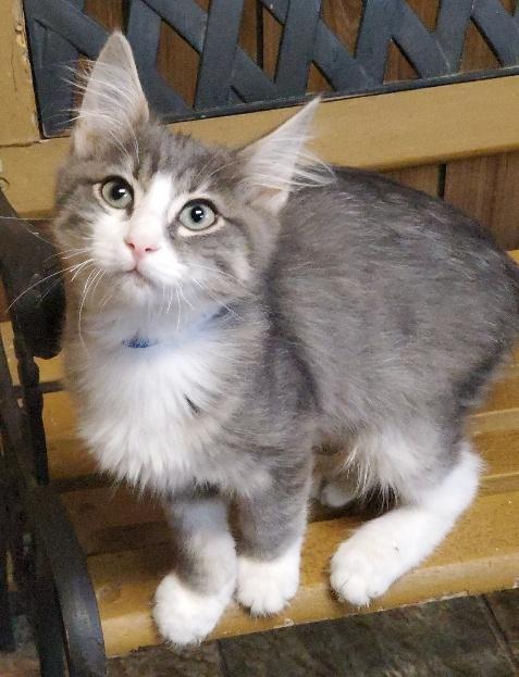 Grey and white medium hair cat hot sale