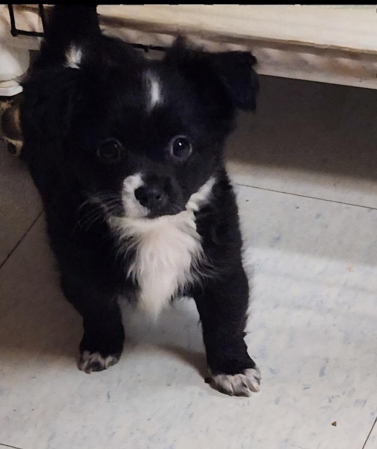 Puppy 27060 (Nacho) Puppy 27060 (Nacho)