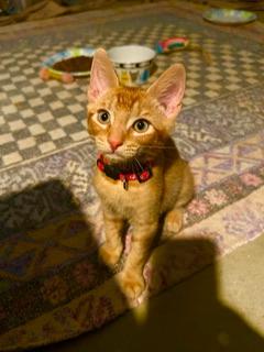 Lionel