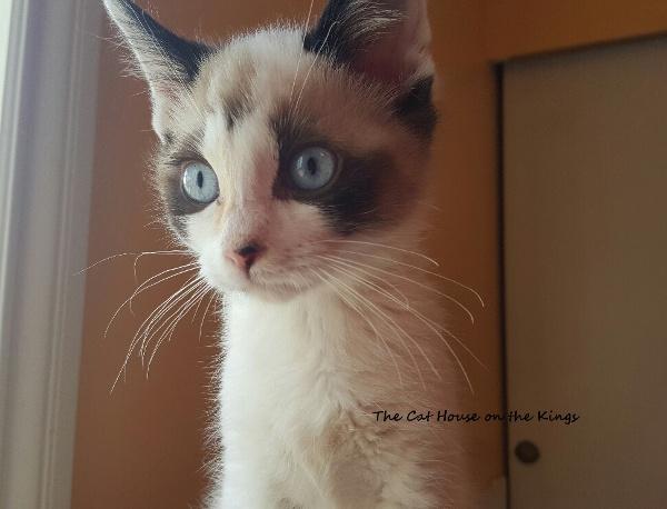 chocolate chip the cat