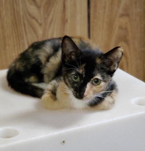 Kitten 19861 Kitten 19861