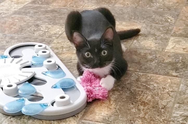 Kitten 21661 (Oreo) Kitten 21661 (Oreo)