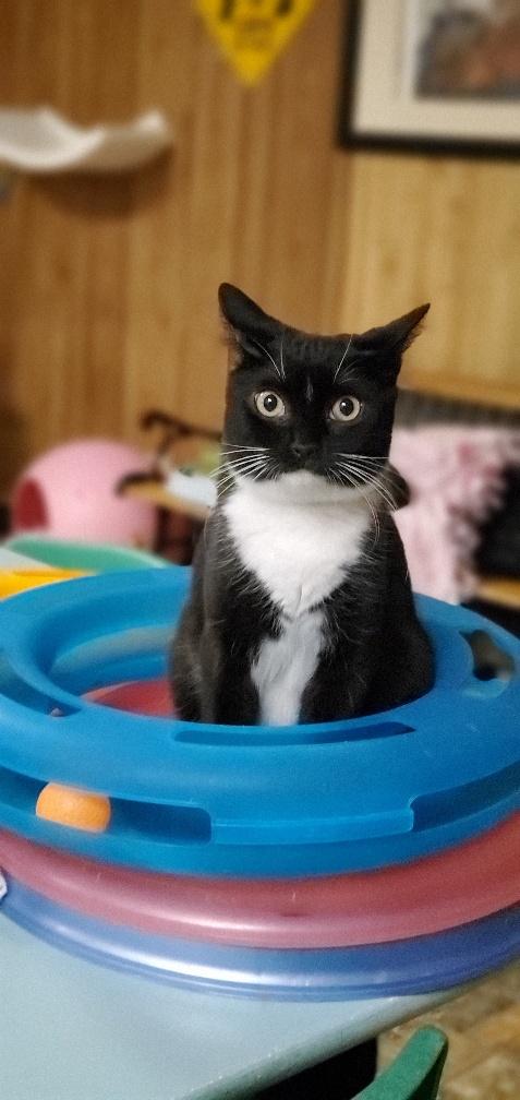 Cat 21661 (Oreo) Cat 21661 (Oreo)