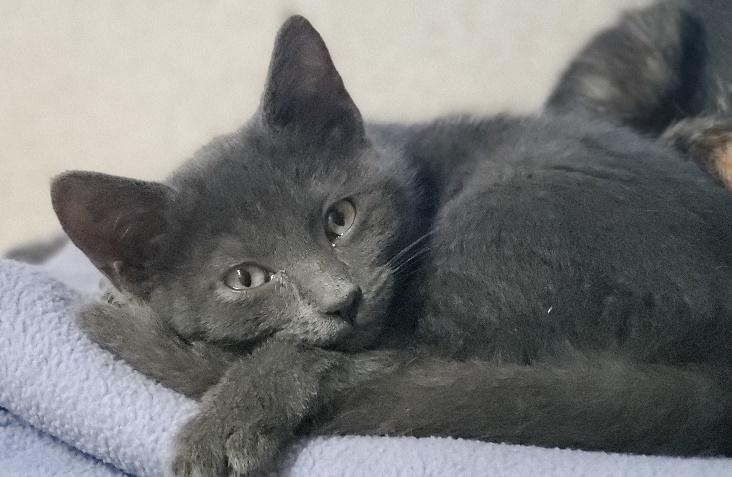 Kitten 22361 (Stacy) Kitten 22361 (Stacy)