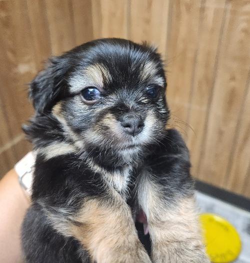Puppy 27061 (Tiny) Puppy 27061 (Tiny)