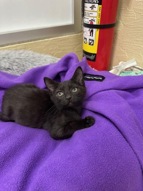 Mr. Milo