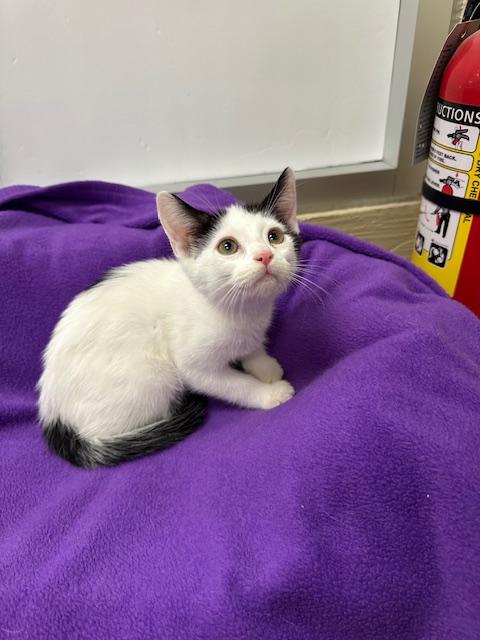 Click for full size picture - Swiss