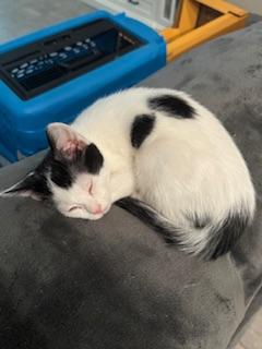 Click for full size picture - Swiss