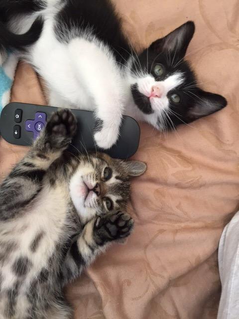 the cat house on the kings