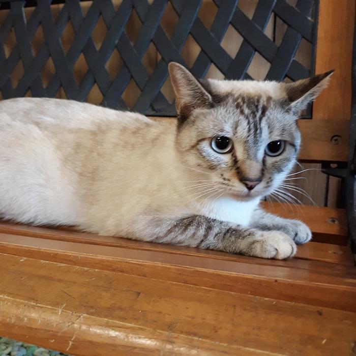 Cat 19562 (Skittles) Cat 19562 (Skittles)