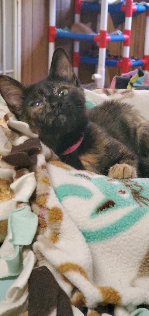 Kitten 19862 Kitten 19862