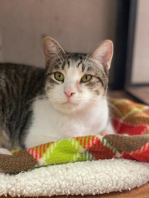 Cat 21362( Looney) Cat 21362( Looney)