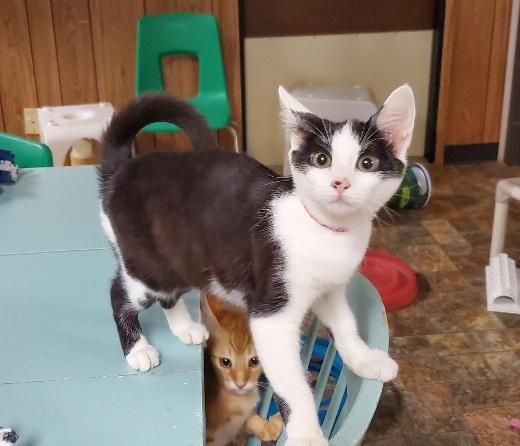 Kitten 21662 Kitten 21662