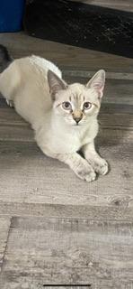 Shiloh Shiloh