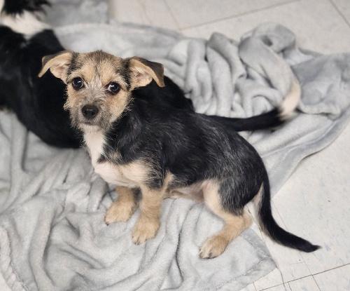 Puppy 27062 (Cynthia)